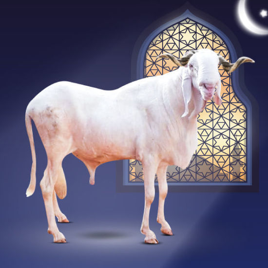 Mouton sur pattes - 1an et 09Mois d'âge - Noir et/ou Blanc - +100kg