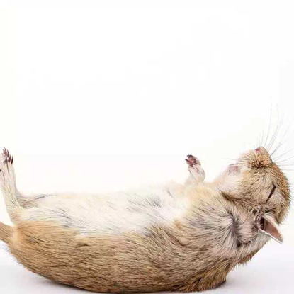 Image de Poison super efficace contre les souris et rats bromadiolone 5 ml*10 flacons